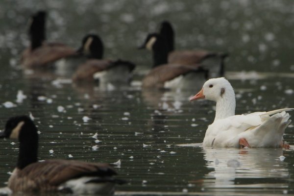 L'étang avec ses oiseaux