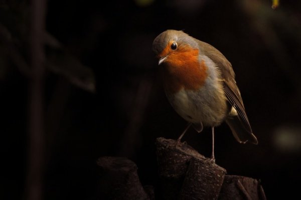 Oiseaux de nos forêts