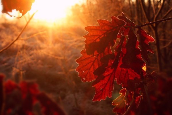 Les arbres, les fruits et leurs feuilles