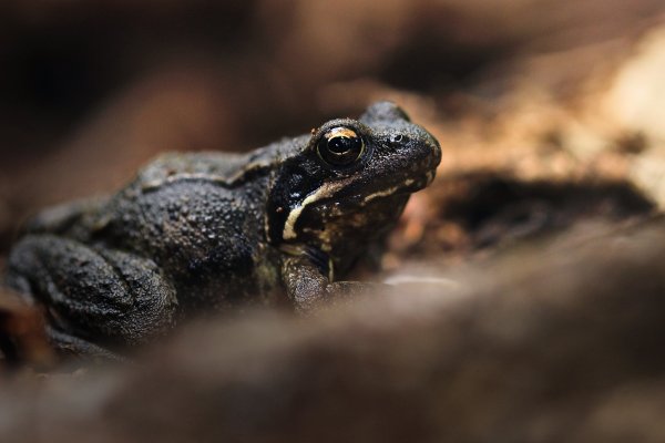 Les amphibiens