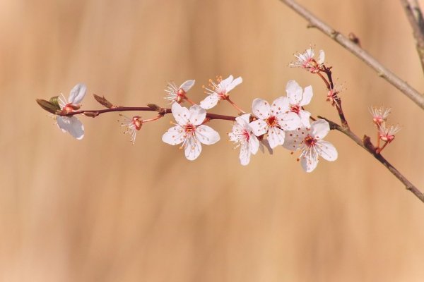 Les fleurs