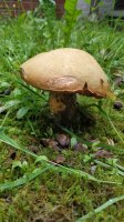 10__Balade_champignon.jpg