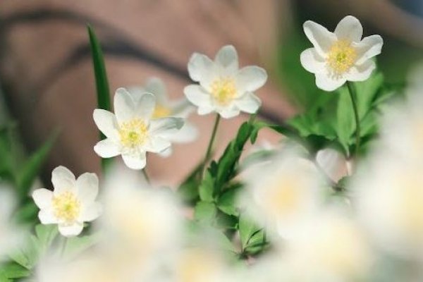 Chez vous: La croissance des plantes