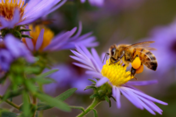 Chez vous: La reproduction des plantes et la pollinisation