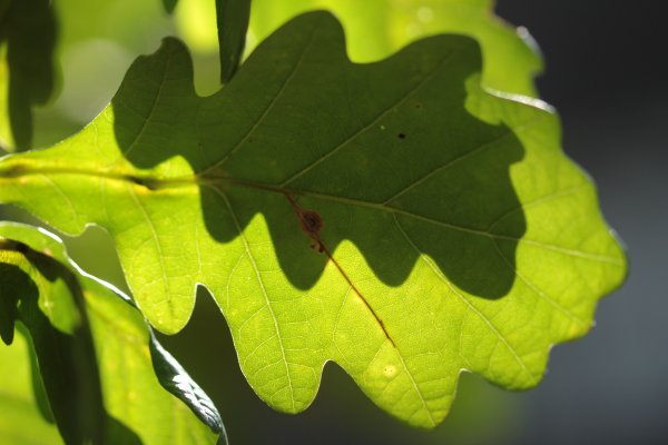 Chez vous: les arbres