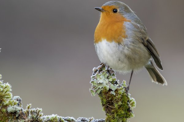 Chez vous: Les oiseaux