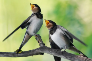 Concert d’oiseaux au Terril de l’Epine à Montignies-sur-Sambre.