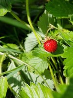 CuisineSauvage2_fraisier-sauvage.jpg