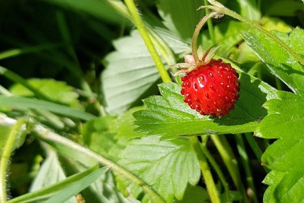 Cuisine sauvage (à partir de 9 ans)