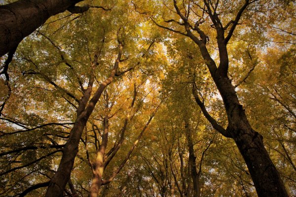 Découverte de la forêt