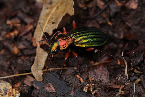 Insectes de nos sous-bois (à partir de 7 ans)