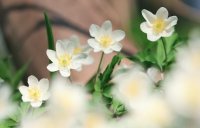 Fleurs.JPG