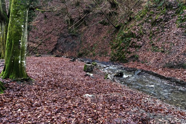 Le ruisseau, milieu vivant