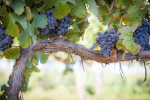 Pré-taille fruitière des vignes