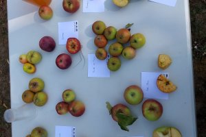 A CONFIRMER Séance théorique d'initiation à l'arboriculture fruitière
