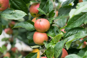 A CONFIRMER Taille des arbres fruitiers à noyaux et bouturage des plantes fruitières.