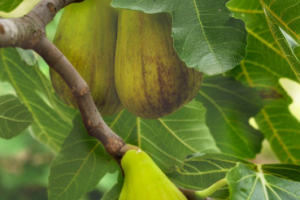 A CONFIRMER Création de nouvelles variétés fruitières, initiation à la taille et prélèvement de greffons
